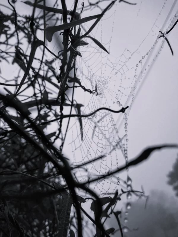 Telaraña