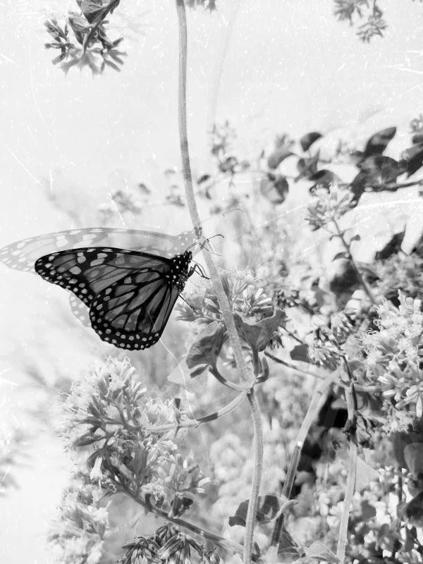 Mariposa